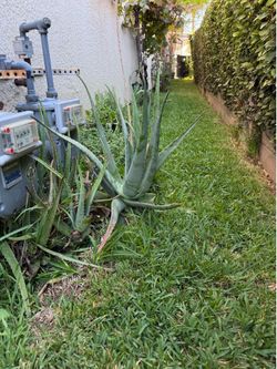 Aloe Vera plant——Free