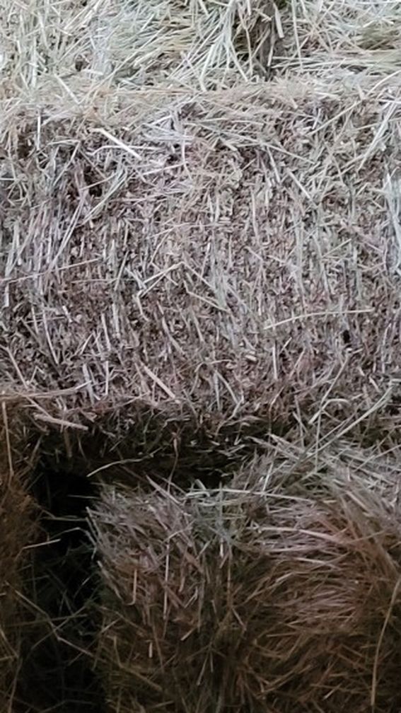 Orchard Mix Grass Small Bale Hay