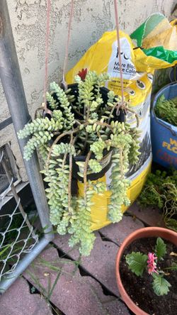 Donkey tell plant  rutted