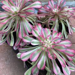 Carnival Aeonium Korean Succulent 