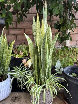 Smoke plant