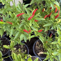 Chili 🌶️ The Árbol Plans $12 Each Price Firm 