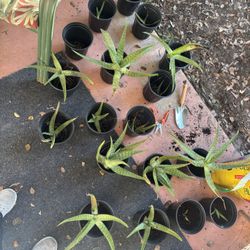 ALOE VERA PLANTS - ALL SIZES