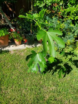 Higo Tree