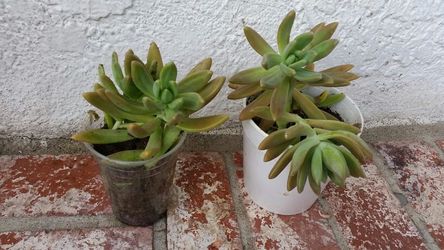 Succulants good size from $2 to $3 only