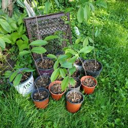 Paw Paw Trees- MO Native