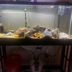 Complete 55 Gallon Fish Tank Setup
