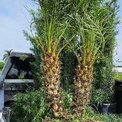 robelines  $65 all sizes available 