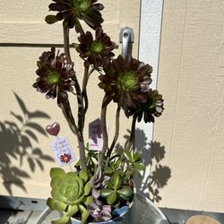 Beautiful Mothers Day Succulent Planter