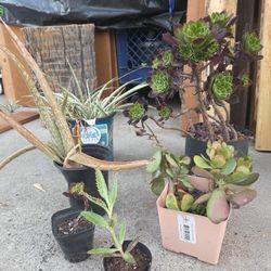 Plants each set $15