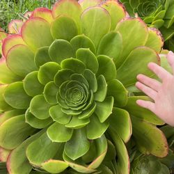 2 well rooted aeomium urbicom dinner plate succulent can grow 2 feet wide 