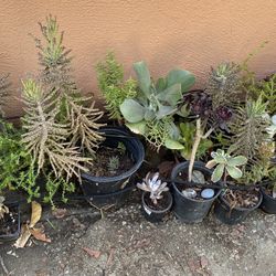 Succulents For Sale