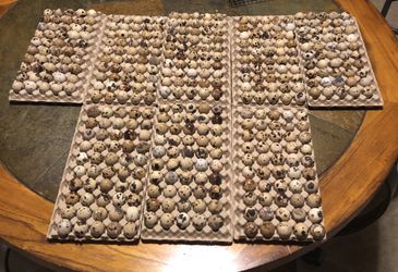 Quail Eggs huevos de codorniz