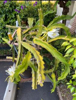 A red dragon fruit plant with flower buds