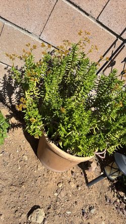 Out door plants
