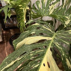 Monstera Thai Constellation Mature Cuttings