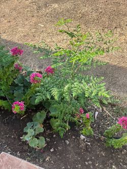 So many plants 2 choose from