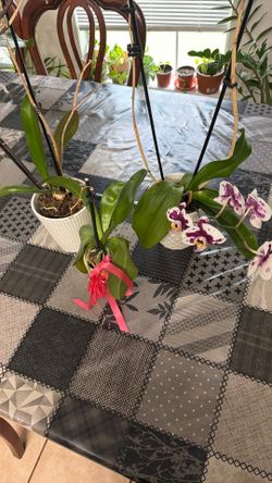 Orchids