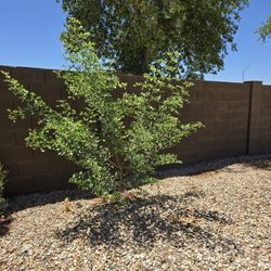 Free Tree 6', Gratis Árbol 6 Pies