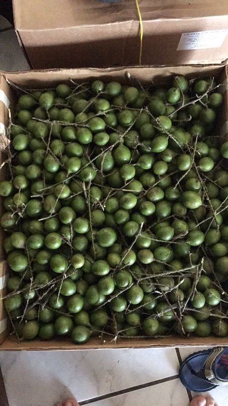 Fresh QUENEPAS