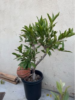 Wax Jambu Fruit Tree wax Apple