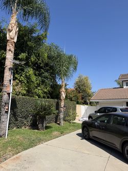 Palm tree and tree
