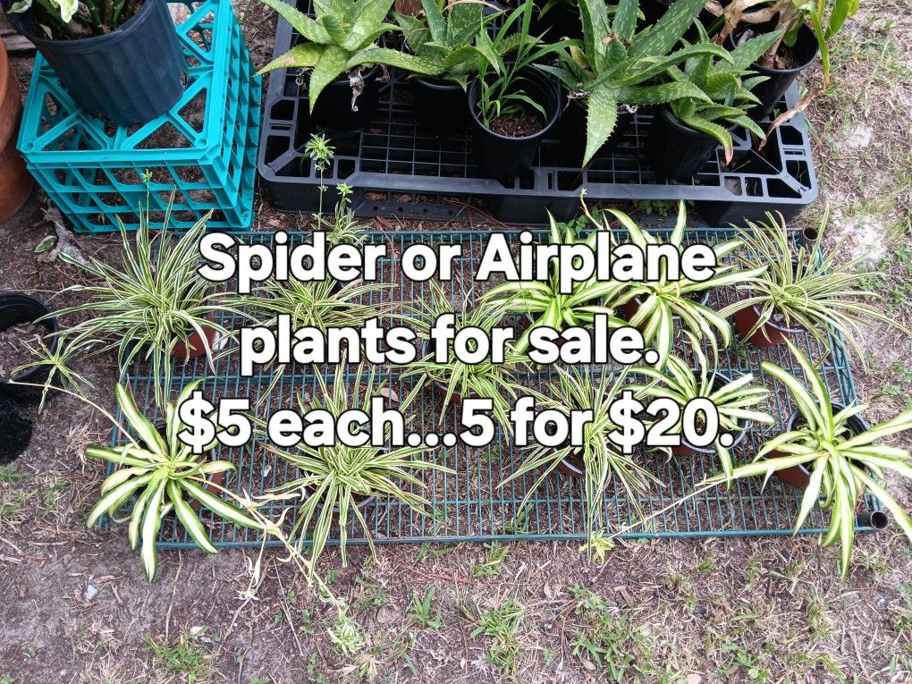 AIRPLANE PLANTS