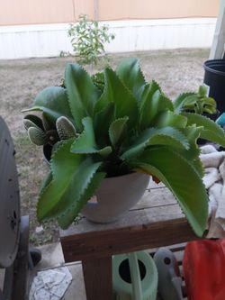 Mala Madre Y Cactus Orejas De Conejo 