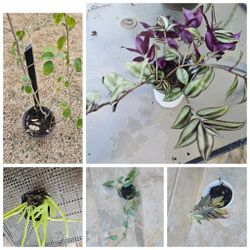 Beautiful cheap house plants individually or bundle  Includes Hibiscus - see desc