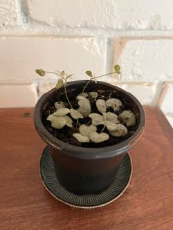 Small Healthy String of Hearts Plant