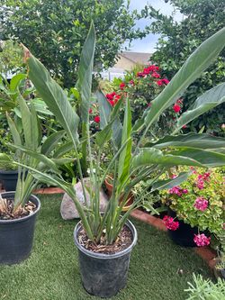 Birds of Paradise