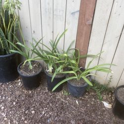 Agapanthus Blancos De 5 Galones 