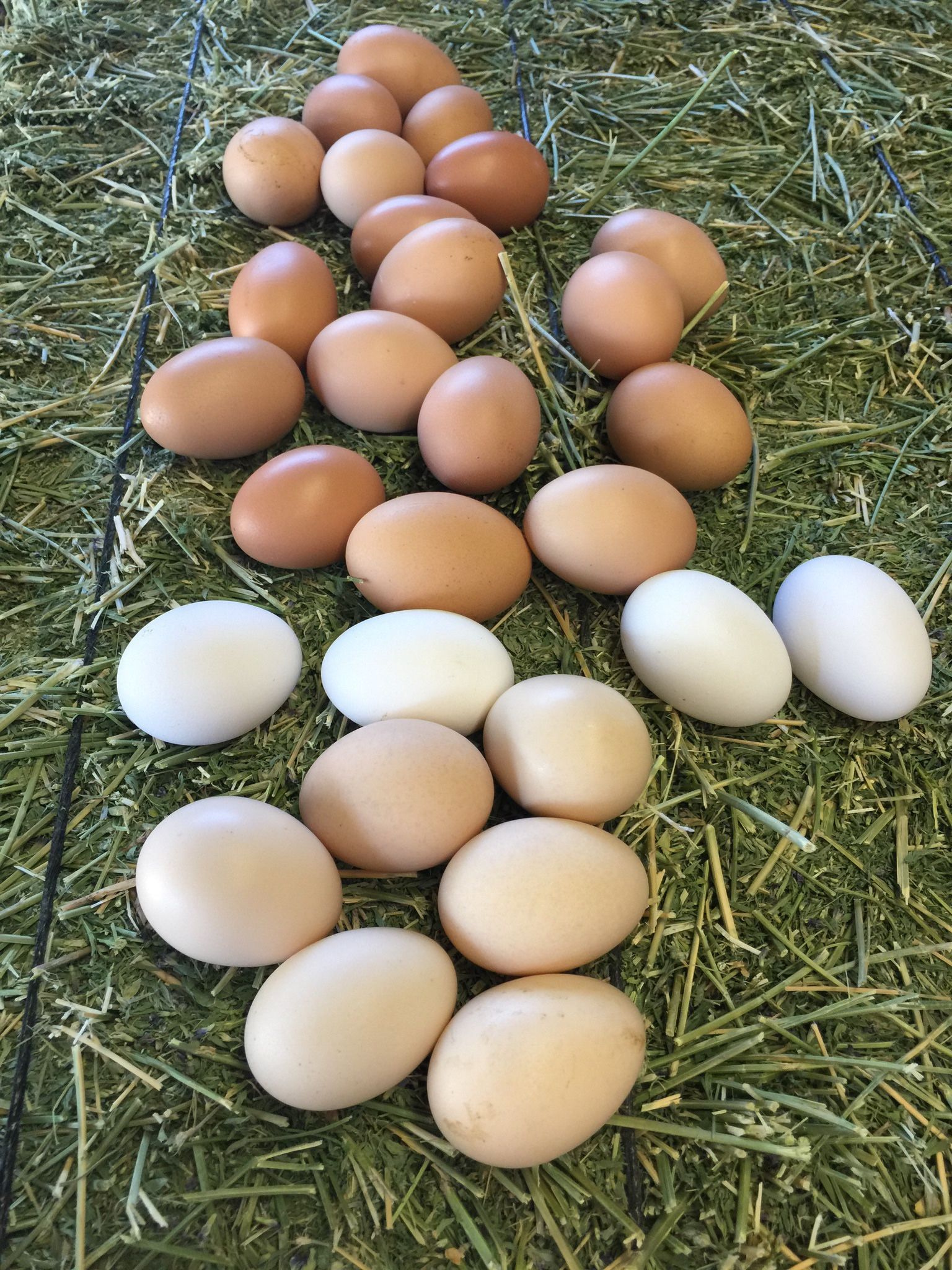 Fertile Chicken Eggs – Rhode Island Red x Barred Rock – $25/dozen