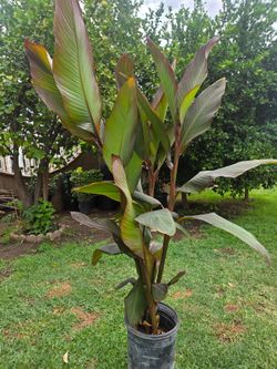 Cannaly Lilly Plant