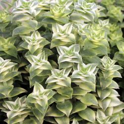 Variegated Crassula Perforata  🪴💚🤍