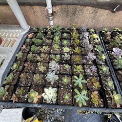 Succulent Plants 2 inch