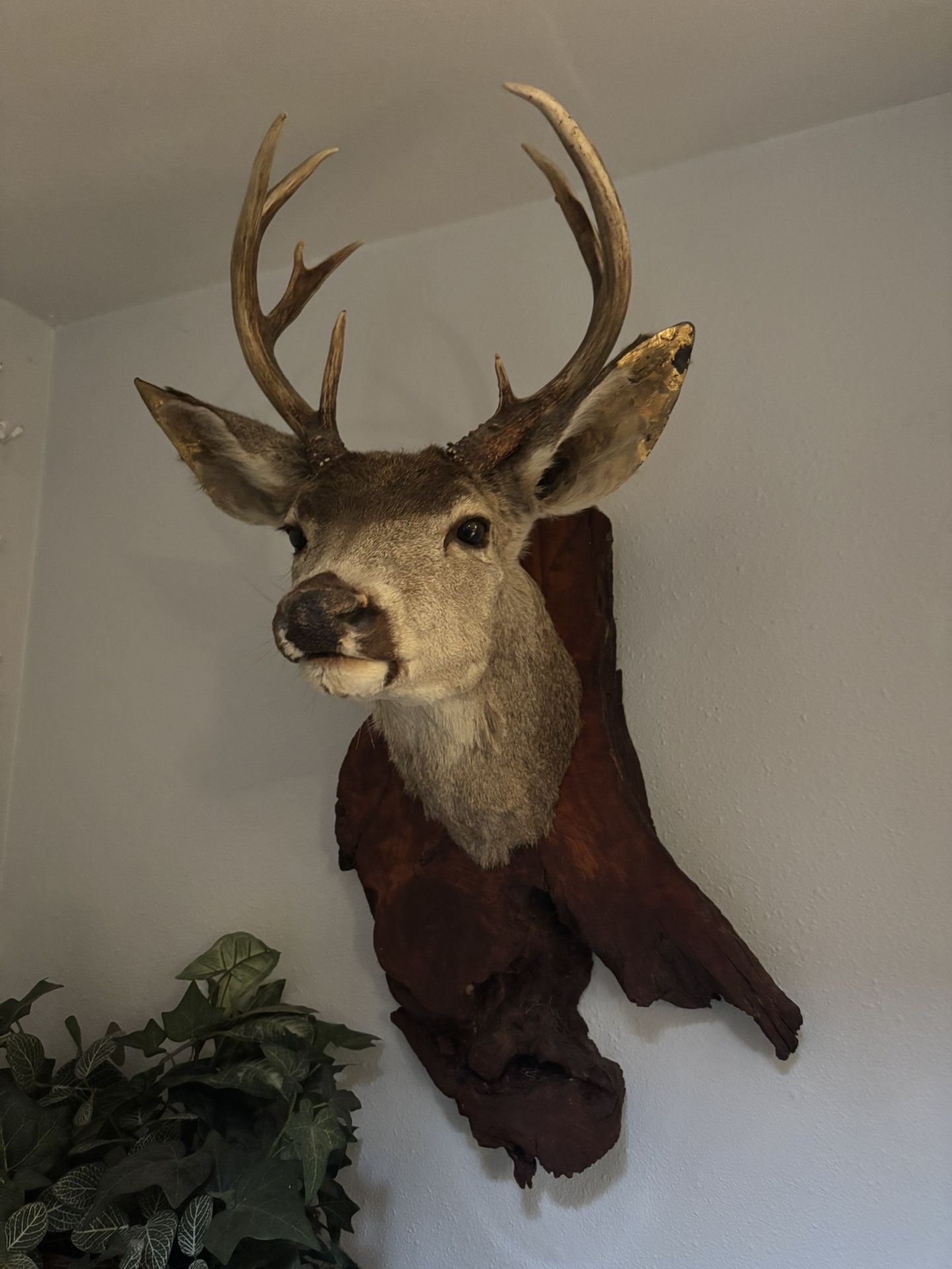 Genuine Taxidermy Deer Head On Stained Oak