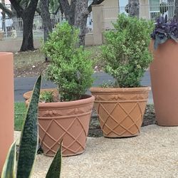 2 Live Plants Whit Pots No Terracota It’s Light Weight  $125 BOTH