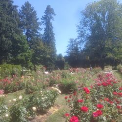 Barn Doors (Twin Sized)