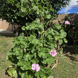 Malva/ jeranio Plant