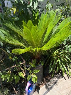Sago Palm in Black Nursery Pot