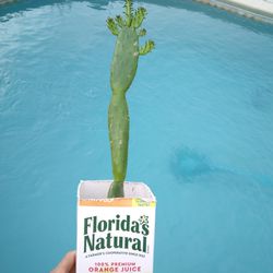 12 " Spineless Prickly Pear Cactus Rooted $6 -Ship Bareroot $3.50 Or Deltona, FL Pickup