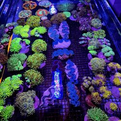 🔥CORALS DECORATIONS FOR MARINE TANK OVER 500 CORALS IN STOCK PICK-UP - DELIVERY - SHIP