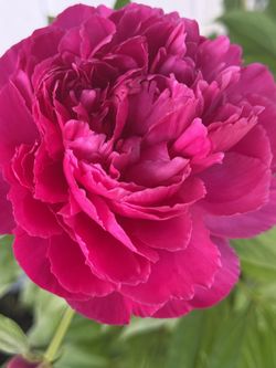 Full Size Peony Bush In Pot
