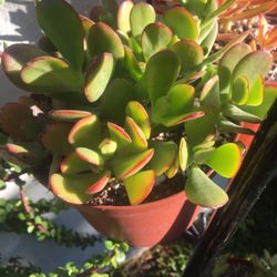 Plantas suculentas natural en maceta pequeño