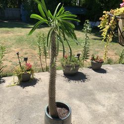 Madagascar Palm Cactus