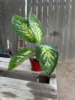 Dieffenbachia tropic snow