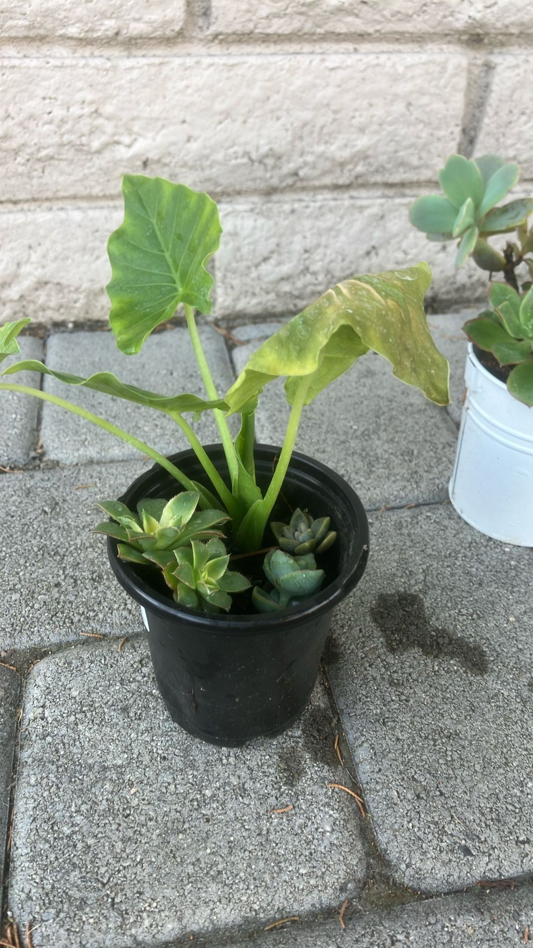 $4 Small Plant Pot