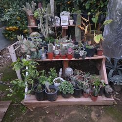Cactus Plants 