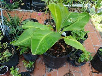 Banana plant and pup, Must Read Description